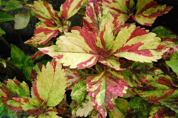 Coleus auginimas