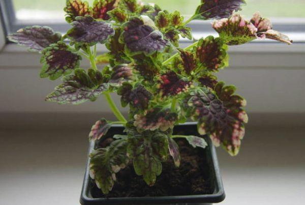 Coleus į puodą