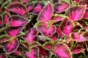 Plantio e cuidado de Coleus em campo aberto, descrição de variedades e reprodução