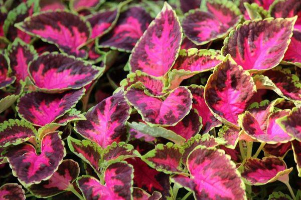 Coleus spalvų paletė