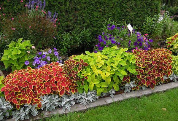 Coleus kraštovaizdyje