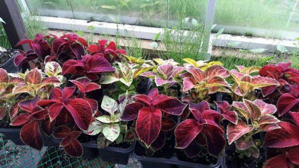 Coleus veislės