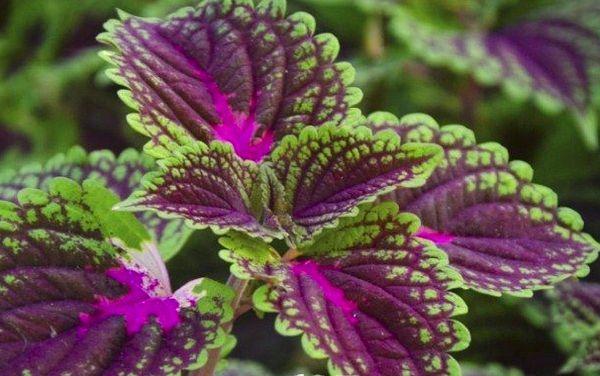 Coleus aksomas
