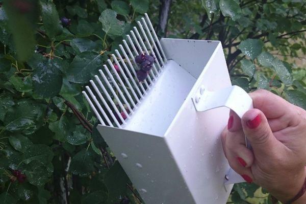 picking berries