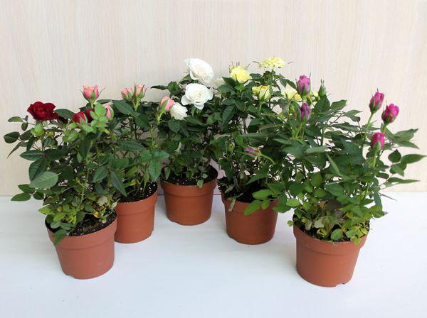 verschiedene Rosen