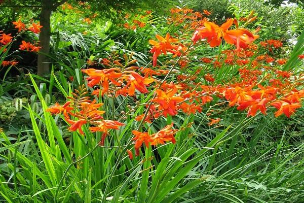 blomster i gresset
