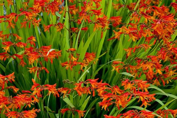 knoppene blomstrer