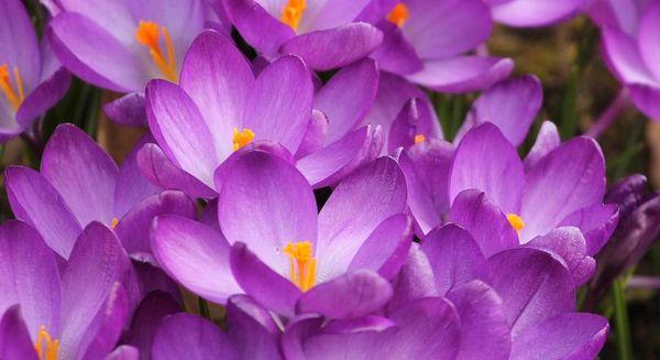 Krokusblüten