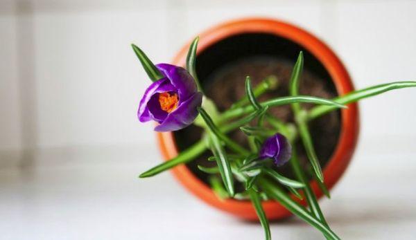 Krokus in einem Topf
