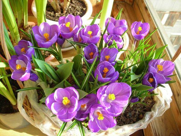 lila Blumen