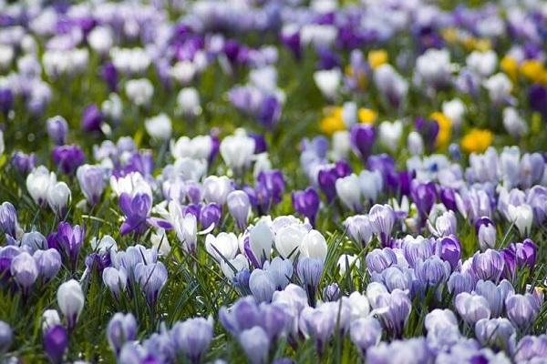 meadow of flowers