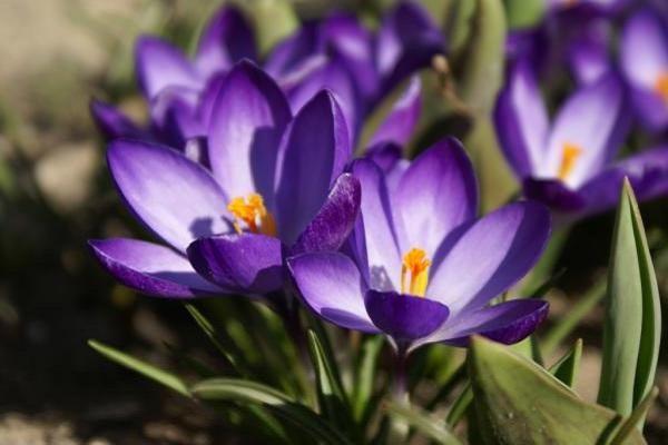 grow crocuses