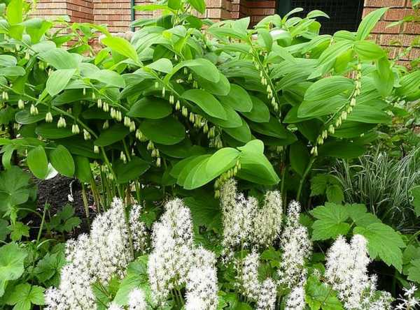 Blumen im Garten