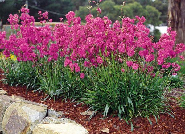 taç lychnis