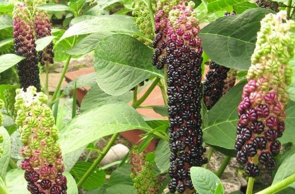 Rizo de la planta