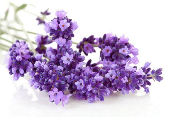 грана лаванда