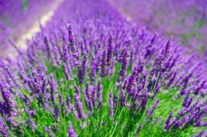 Plantando e cuidando da lavanda ao ar livre, podando e preparando para o inverno