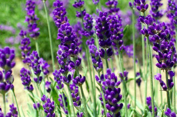 lavender southerner