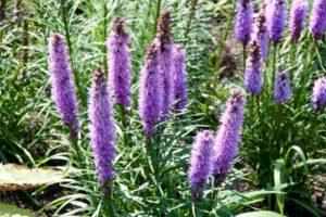 Liatris auf freiem Feld pflanzen, anbauen und pflegen