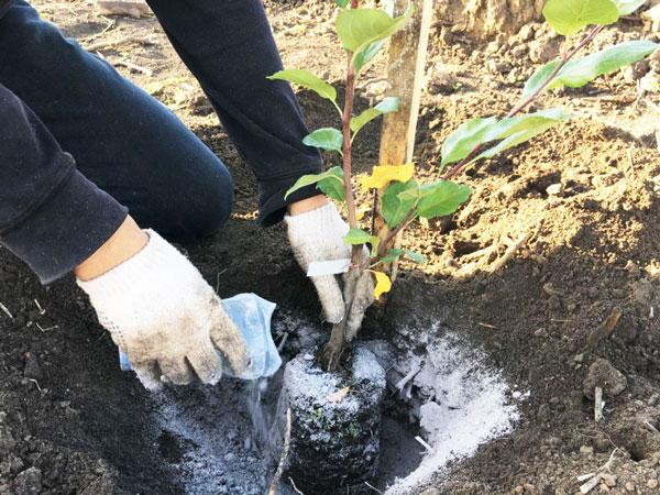 Blumentransplantation