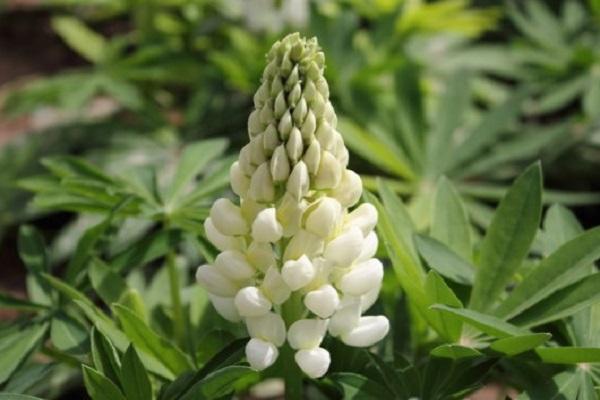 λευκό Lupinus