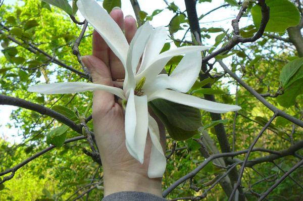 Manolya officinalis