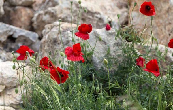 Mohn