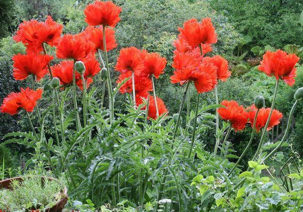 Orientalische Mohnblume