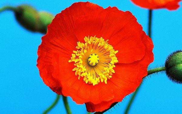 Mohn Isländisch
