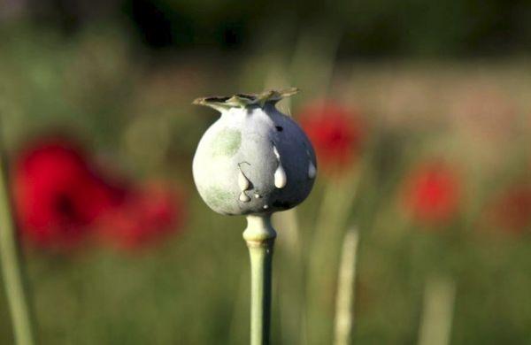 Mohnblume