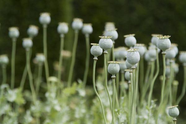 wachsende Mohnblume
