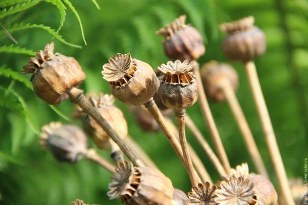 getrockneter Mohn