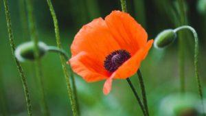 Beschreibung der Arten und Sorten von Gartenmohn, Pflanzen und Pflege auf freiem Feld
