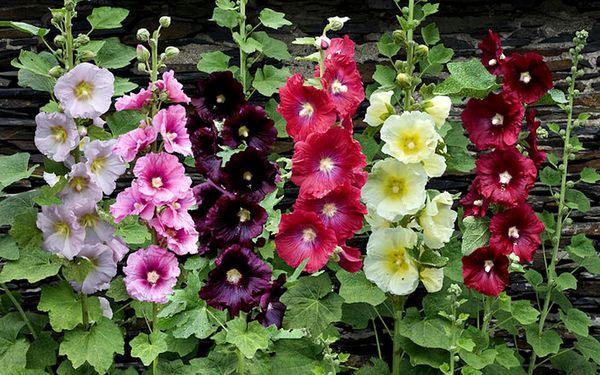 Malvenblüten