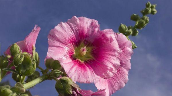 Malvenrosa