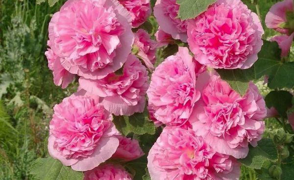 Apfelblüte