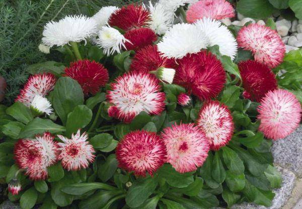 Floraison vivace