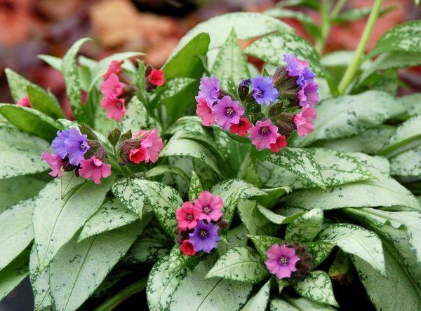 ramo de pulmonaria