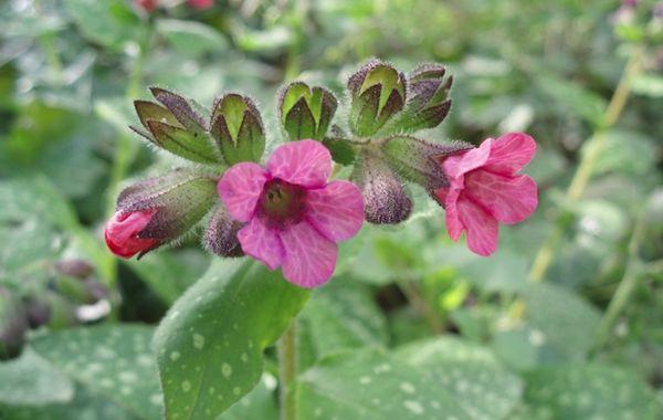 pulmonaria en el jardín