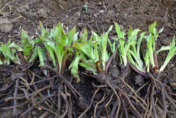 reproducción de pulmonaria