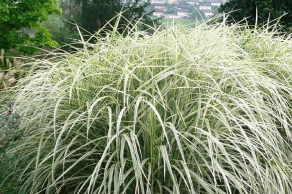 Variété de miscanthus