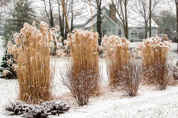 plante d'hiver