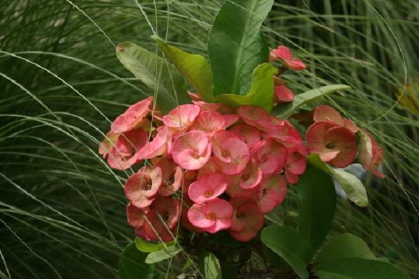 feuilles de fleurs