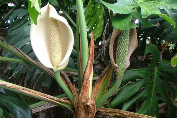 Monstera çiçeği