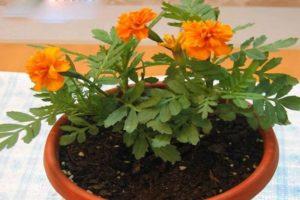Ist es möglich, Ringelblumen zu Hause zu züchten und Regeln für die Pflege einer Topfpflanze im Winter