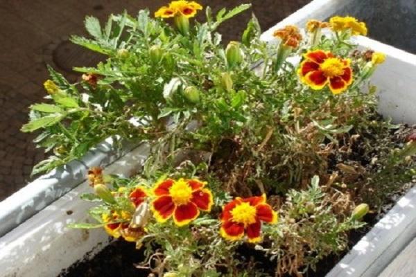 flor destruída