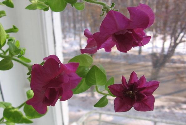 spara verbena