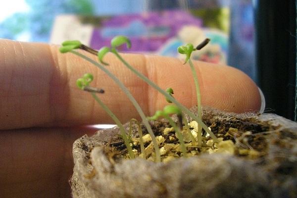 transplanterade plantor
