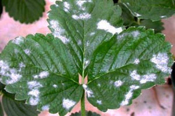 sick leaf