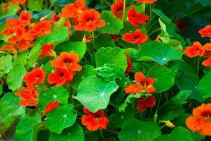 Περιγραφή 14 ειδών και ποικιλιών nasturtium, φύτευσης και φροντίδας στο ύπαιθρο